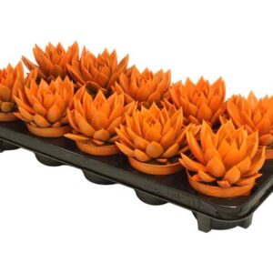 Echeveria Coloured Orange - Ø10,5cm - ↕13cm