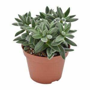 Crassula Tarantula® - Ø10,5cm - ↕15cm