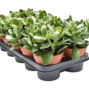 Crassula Ovata Sunset - Ø12cm - ↕23cm