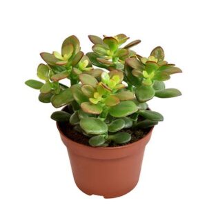 Crassula Minor - Ø10,5cm - ↕15cm