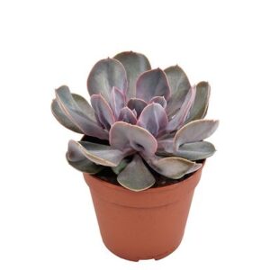 Echeveria Trompette - Ø12cm - ↕15cm