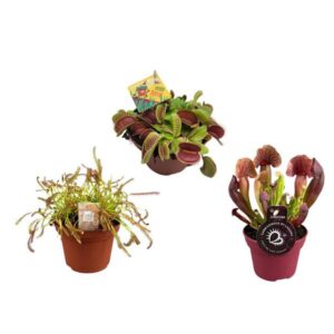 Vleesetende planten mix - 3 stuks - Ø12cm - ↕12/23cm
