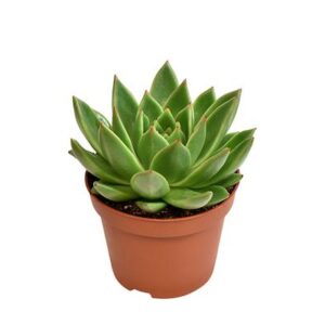 Echeveria Miranda - Ø10,5cm - ↕15cm