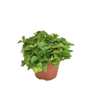 Peperomia Marcello - Ø10,5cm - ↕15cm