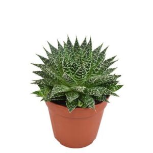 Aloe Zambezi - Ø12cm - ↕15cm