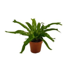 Asplenium Crissie - Ø12cm - ↕30cm