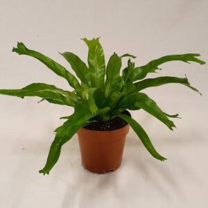 Asplenium Crissie - Ø12cm - ↕30cm