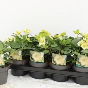 Helleborus Niger - Ø13cm - ↕35cm