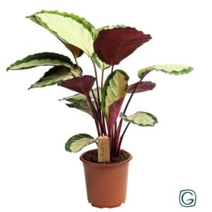 Calathea Silvia - Ø21cm - ↕50cm