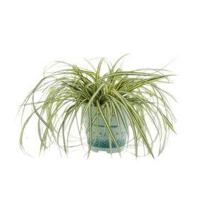 Carex Oshimensis Evergreen - Ø11cm - ↕25cm