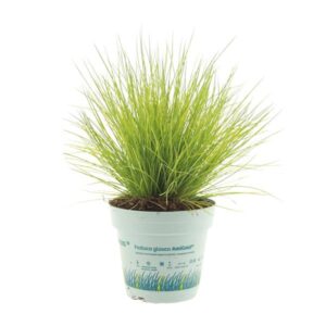 Festuca Glauca AmiGold - Ø11cm - ↕20cm