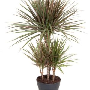 Dracaena Bicolor 45-carrousel - Ø21cm - ↕100cm