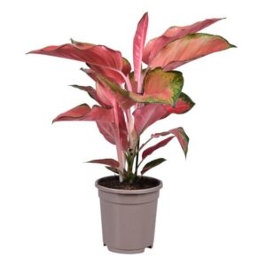 Aglaonema Orange Star - Ø17cm - ↕50cm