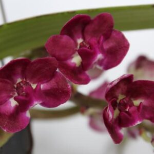 Rynchostylis - Ø15cm - ↕15cm