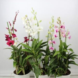 Dendrobium Toef 3 Tak 19 Cm - Ø19cm - ↕70cm