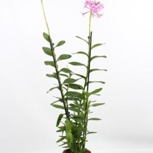 Epidendrum Licht Paars 2 Tak Toef 17 Cm - Ø17cm - ↕75cm