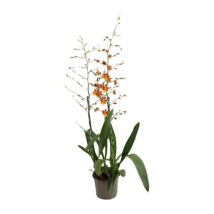 Catatante 2 Tak Toef 17 Cm - Ø17cm - ↕80cm