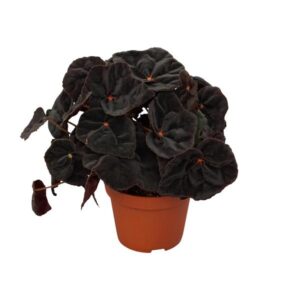 Begonia Rex Conga 12cm - Ø12cm - ↕25cm