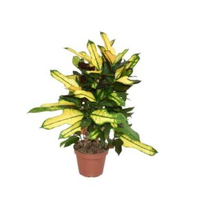 Croton Wilma P14 - Ø14cm - ↕50cm