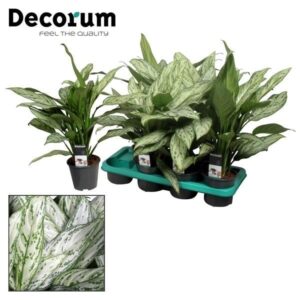 Aglaonema Silver Queen (Decorum) - Ø14cm - ↕45cm