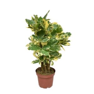 Croton Eberneum P14 - Ø14cm - ↕50cm