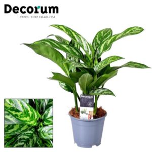 Aglaonema Tigres (Decorum) - Ø14cm - ↕45cm