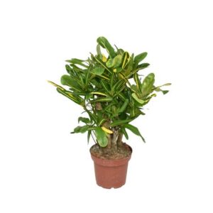 Croton Mammi Yellow P14 - Ø14cm - ↕50cm