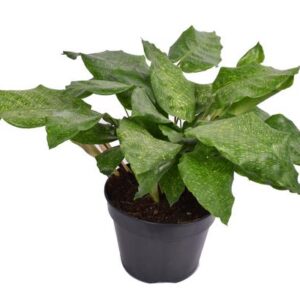 Calathea Musaica Network - Ø14cm - ↕35cm