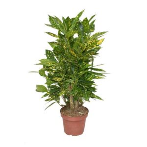 Croton Gold Dust P14 - Ø14cm - ↕50cm