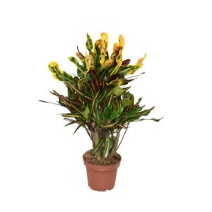 Croton Mammi P14 - Ø14cm - ↕50cm