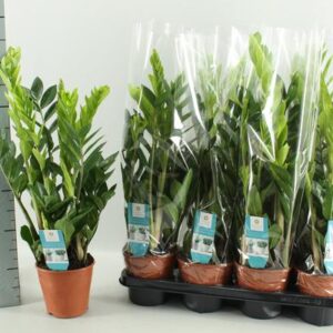 Zamioculcas 14 Cm - Ø14cm - ↕65cm