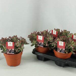 Echeveria Pulvinata Devotion15 Cm - Ø15cm - ↕20cm