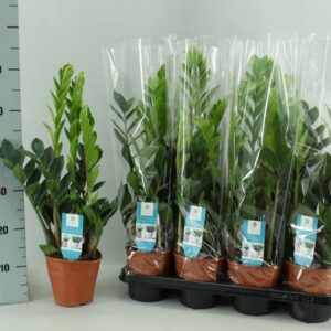 Zamioculcas 14cm - Ø14cm - ↕65cm