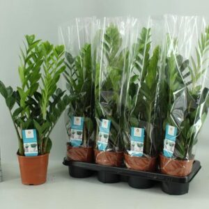 Zamioculcas 14cm - Ø14cm - ↕65cm