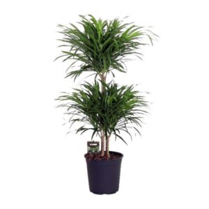 Dracaena Reflexa Anita - Ø24cm - ↕90cm