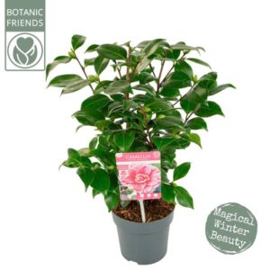 Camellia Jap. 'Bonomiana' - Ø15cm - ↕55cm