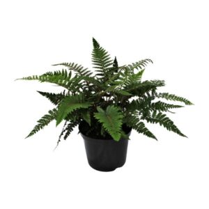 Polystichum Polyblepharum Jade - Ø24cm - ↕50cm