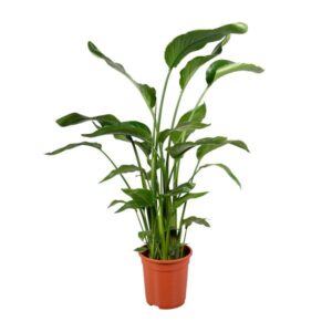 Strelitzia Nicolai 4 Stek 100-120cm - Ø21cm - ↕100cm