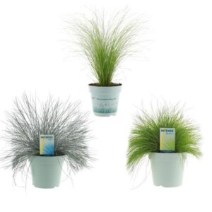 Siergrassen mix - 3 stuks - Ø17cm - ↕30/35cm