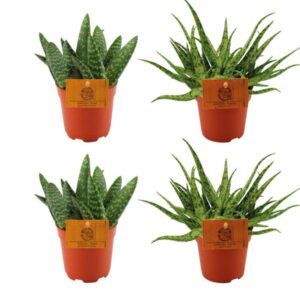 2x Aloe Paradisicum + 2x Aloe Spider - 4 stuks - Ø10.5cm - ↕10cm