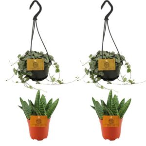 2x Aloe Paradisicum + 2x Ceropegia Woodii - 4 stuks - Ø10.5cm - ↕10cm