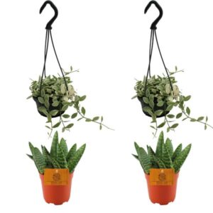 2x Aloe Paradisicum + 2x Dischidia Ionatha - 4 stuks - Ø10.5cm - ↕10cm