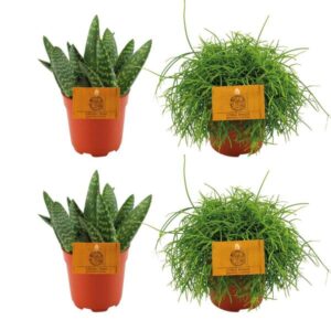2x Aloe Paradisicum + 2x Rhipsalis Cassutha - 4 stuks - Ø10.5cm - ↕10cm