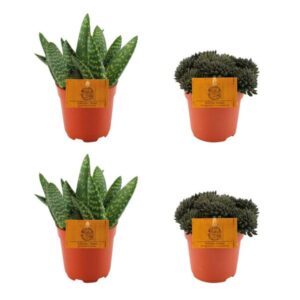 2x Aloe Paradisicum + 2x Sinocrassula Yunnanensis - 4 stuks - Ø10.5cm - ↕10cm