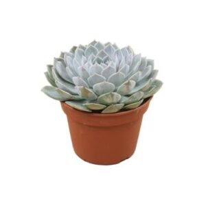 Echeveria Grande Cinza - Ø15cm - ↕20cm