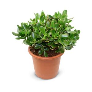 Crassula Ovata Sunset - Ø23cm - ↕35cm