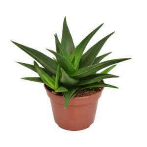 Haworthia Pentagona West Jogoo - Ø15cm - ↕20cm