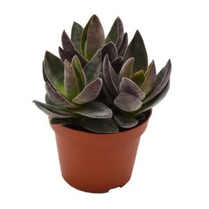 Crassula Garnet Lotus - Ø10,5cm - ↕17cm