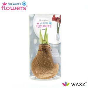 No Water Flowers Waxz Glitterz® Champagne In Koker - ↕15cm