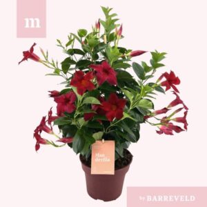 Mandevilla 'Zomerville' Piramide Rood - Ø17cm - ↕50cm